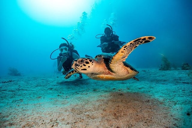 2 Dives for Certified Divers in Fujairah with lunch & transfer - Photo 1 of 9